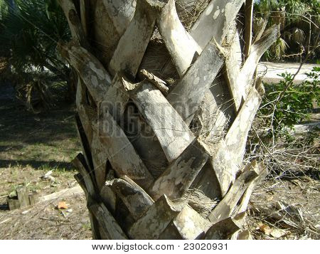 Palme