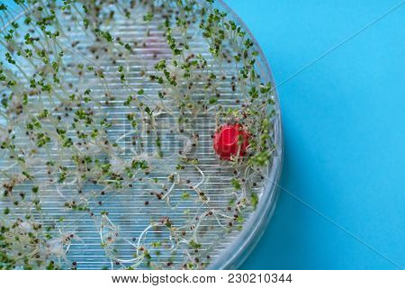 Fresh Broccoli Sprouts In A Transparent Sprouter, Blue Background
