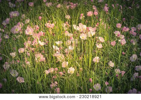 Texas Pink Primrose (oenothera Speciosa) Blossom
