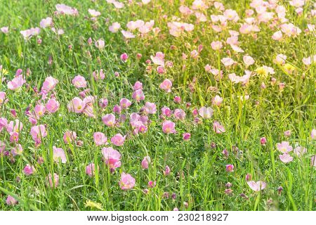 Texas Pink Primrose (oenothera Speciosa) Blossom