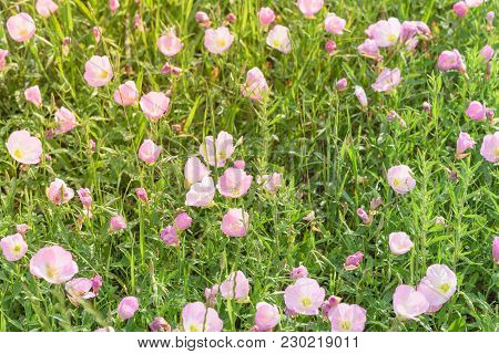 Texas Pink Primrose (oenothera Speciosa) Blossom