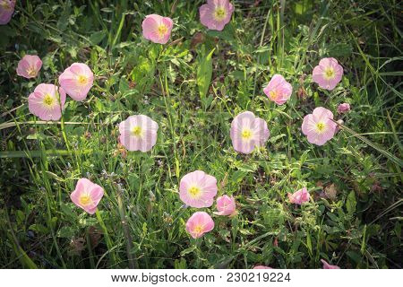 Texas Pink Primrose (oenothera Speciosa) Blossom