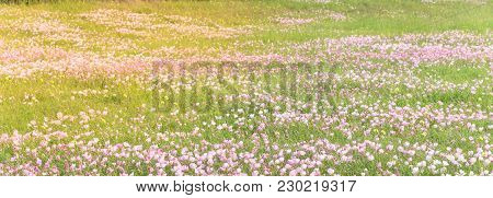 Texas Pink Primrose (oenothera Speciosa) Blossom