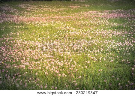 Texas Pink Primrose (oenothera Speciosa) Blossom