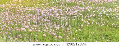 Texas Pink Primrose (oenothera Speciosa) Blossom