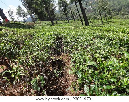 Tea Garden Awesome Vew Down A Side Of Tea Garden.