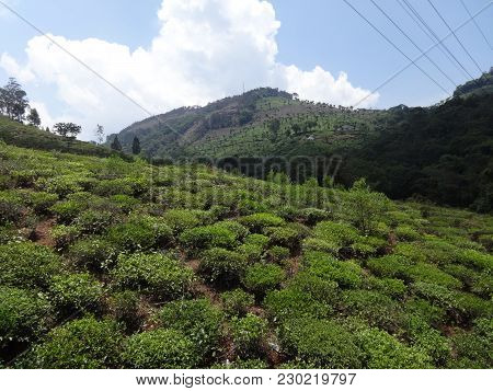 Awesometea Garden View Looking Good In Sunny Day.