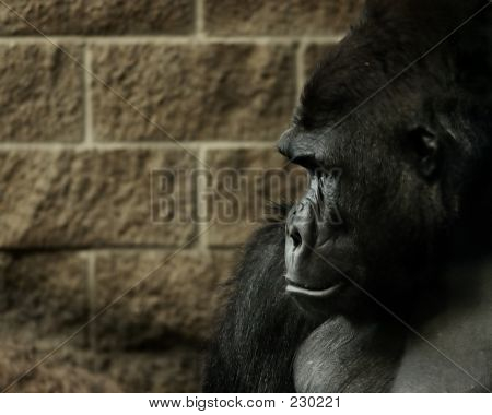 Animalske Gorilla væg