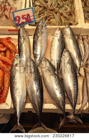 Small Tuna Fish Atlatic Bonito Sarda Variety