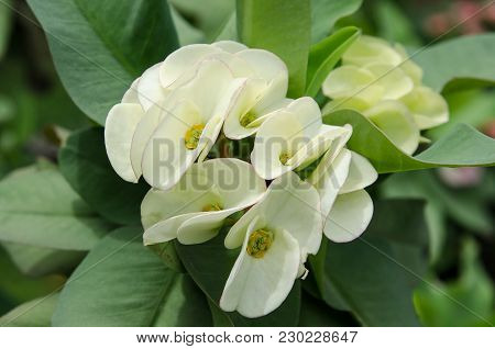 The Bouquet Of White Euphorbia Milii Flowers Blooming In The Garden