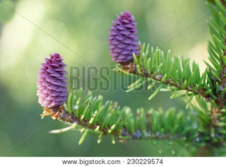 The Beautiful Purple Pre Stage To Fir Cones Or Spruce Cones, Latin Name: Picea Abies, Early Spring