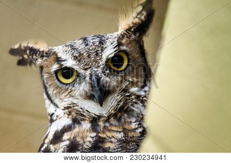 Skeptical Owl Calmly Looking Around Its Surroundings