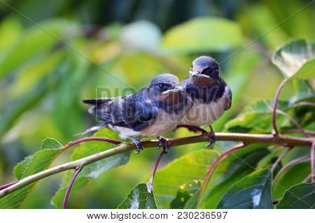 Two Young Barn Swallows Are Relaksing On The Cherry Branch