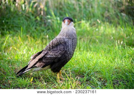 Torres Del Paine, Chile. Southern Crested Caracara Or Carancho, A Very Common Sight Throughout Patag