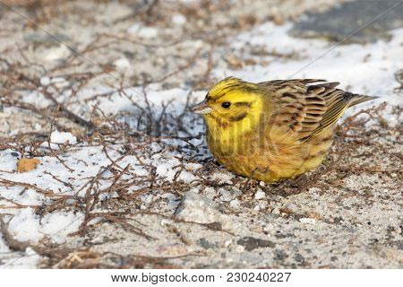 Little Bird  Yellowhammer On Snow Close Up. Ukraine