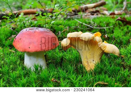 Poisonous Russula Emetica Or Sickener Mushroom And Delicious, Edible Cantharellus Cibarius Or Chante