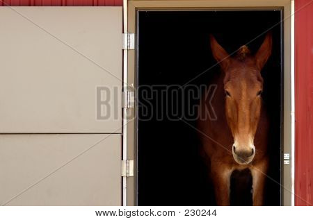 Animalske hestestald