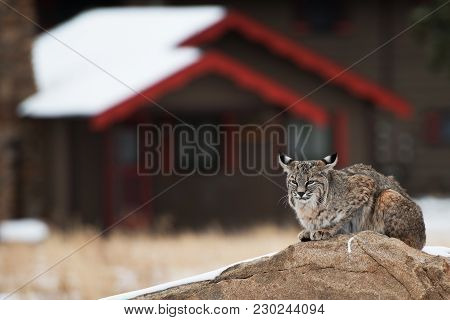 Bobcat In Residential Area. Colorado Bobcat Resting On The Rock In The Middle Of Residential Area Of