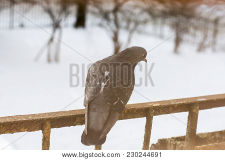 Pigeon Bird Sitting On Rustic Balcony At Winter.