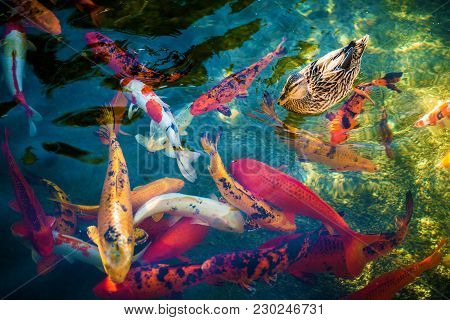 Colorful Large Goldfishes Or Koi Fished And The Duck On The Surface. Colorful Nishikigoi. Ornamental
