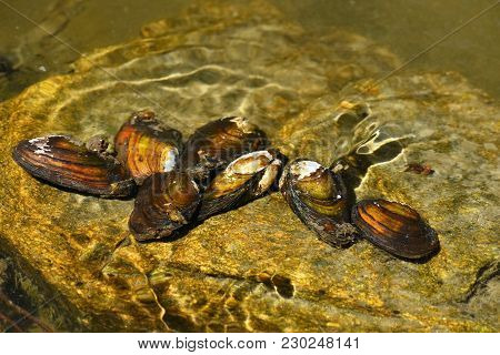River Clams On The Rock In A Clean River. Anodonta Anatina