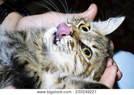 Multicolored Cat On The Hands Of The Owner Licks His Lips