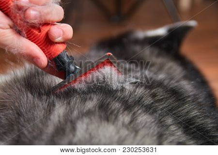 Grooming Undercoat Dog. Comb Out Dog Wool Brush, Close Up. Spring Molt Pet. Concept Hygiene And Care