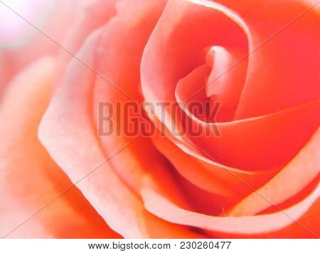 Delicate Pink Rose Background. Soft Colors. Close Up Photo