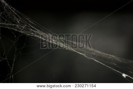 A Photo Of A Web In Dark Tones For A Background Macro.