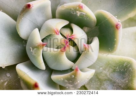 Close-up Macro Succulent Plant 