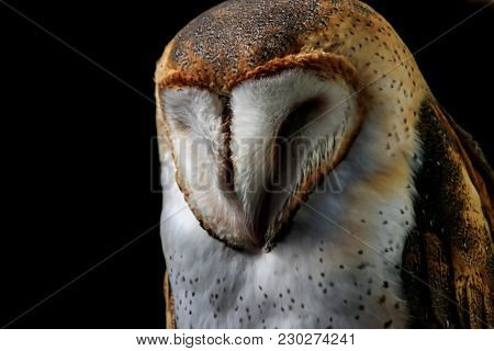 A Close Up Of A Sleeping Barn Owl On A Black Background