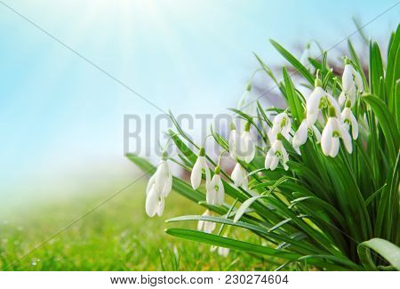 White Small Flowers In Shape Of Drops Under The Bright Sun. Spring Picture.