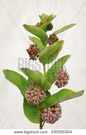 Illustration Of Watercolor Milkweed Flowers (asclepias). Artistic Watercolor Painting Style With Tex