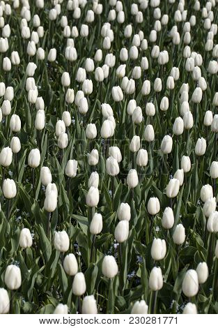 Abstract Background . White Tulips Flowers Blooming In A Park