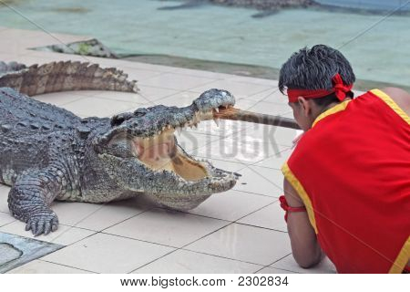Voir la crocodile