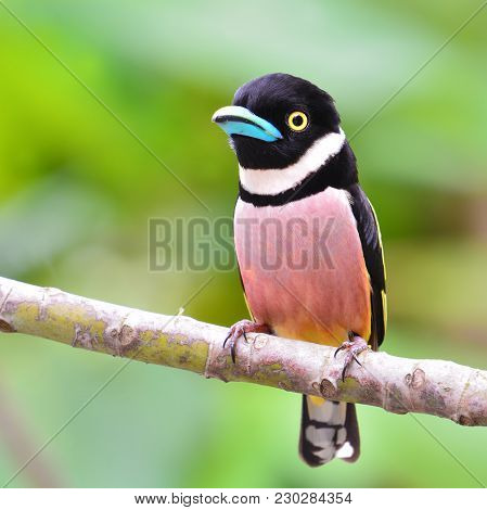 Black-and-yellow Broadbill Bird