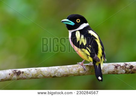 Black-and-yellow Broadbill Bird