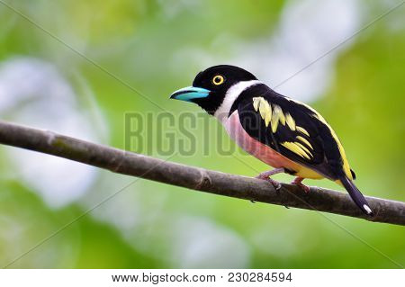 Black-and-yellow Broadbill Bird