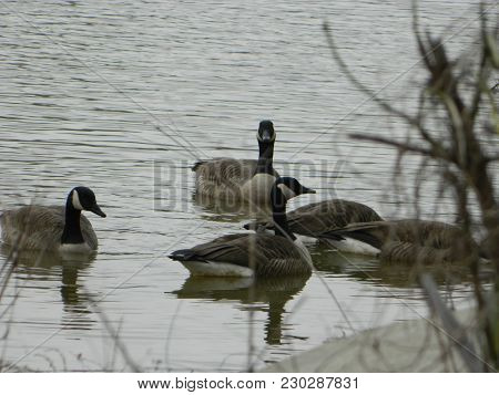 Goose In A Pond Staring Back At You