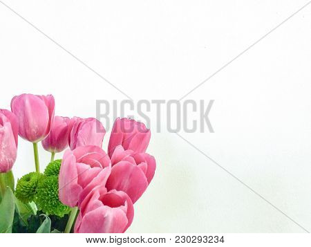 Several Rose Tulips On White Background. Closeup Photo
