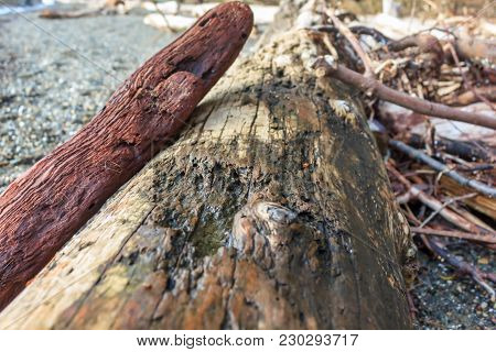 Driftwood Piled Up On Washington State Coast