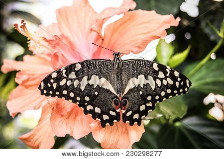 Common Lime Butterfly Sitting On Pink Hibiscus Floweer