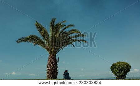 Palm Tree On Background Of Blue Sky