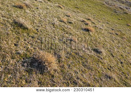 Plants Growing On The Slopes Of The Steppe Mountains