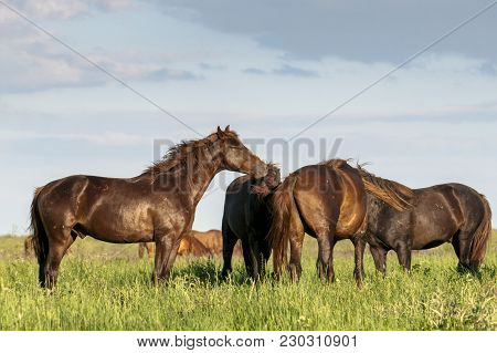 A Herd Of Wild Horses Shown On Water Island In Atmospheric Rostov State Reserve