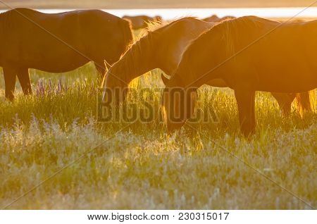 Wild Horses Grazing On Summer Meadow At Sunset