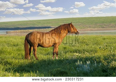 The Wild Horse, Equus Ferus, In The Steppe In The Early Morning Enlightened By Sunlight Rays. View O