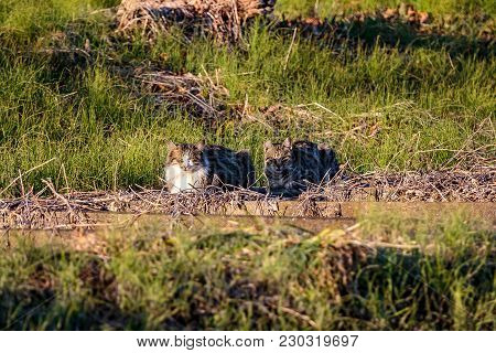 A Pair Of Cats Nap In The Late Afternoon Sun In A Field In Ayase, Japan
