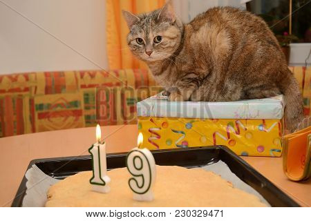 Unusual Birthday Party Of A Domestic Cat At Cake And Candles