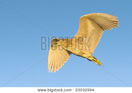 검은 즉 위 밤-헤론 비행에서 미 숙 / Nycticorrax nycticorax